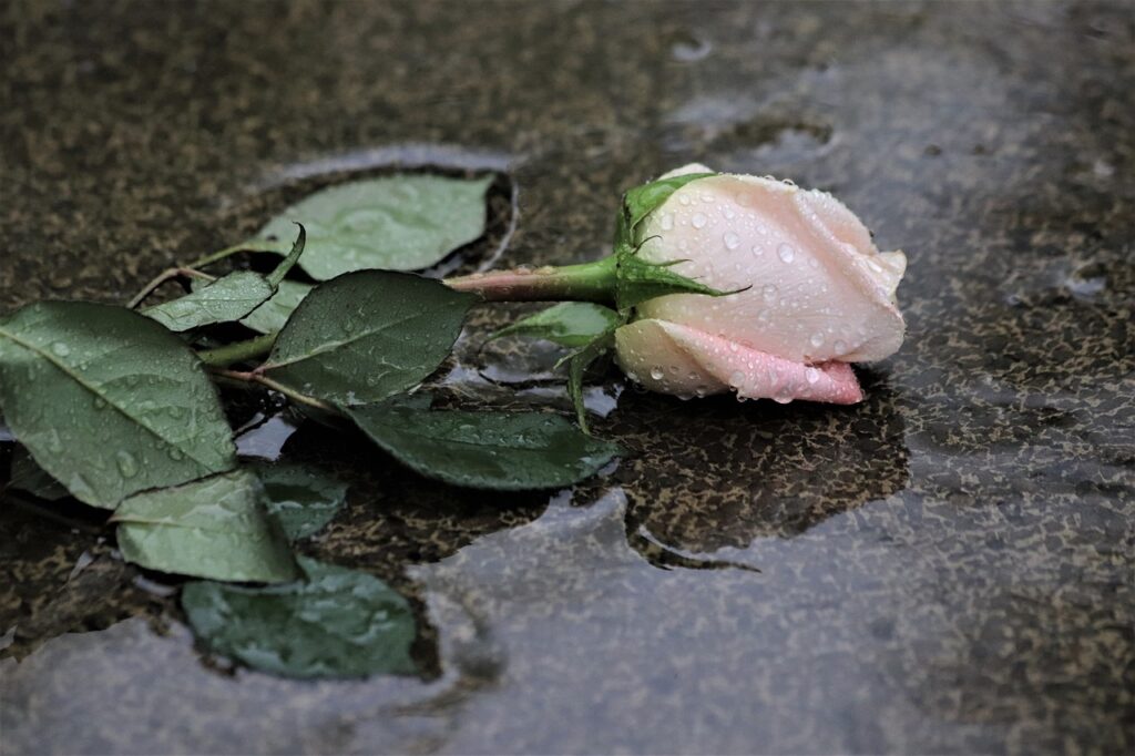pink rose in rain, grey marble, love symbol