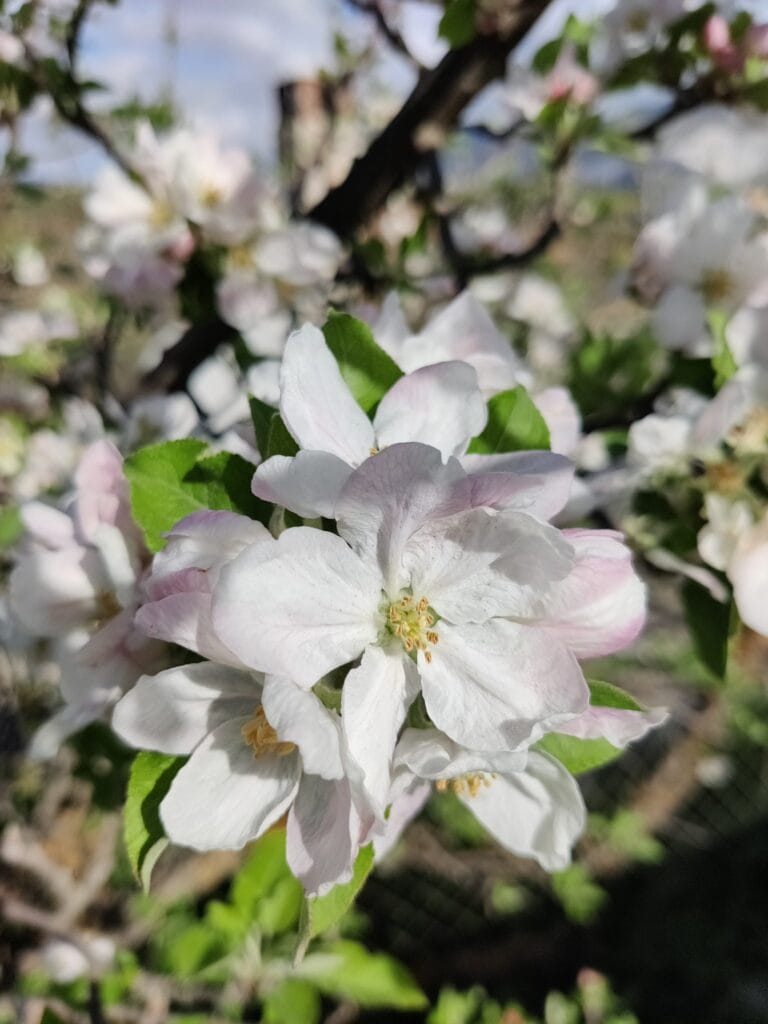 Sympathy flowers